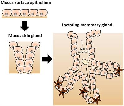 Host Microbe Interactions in the Lactating Mammary Gland